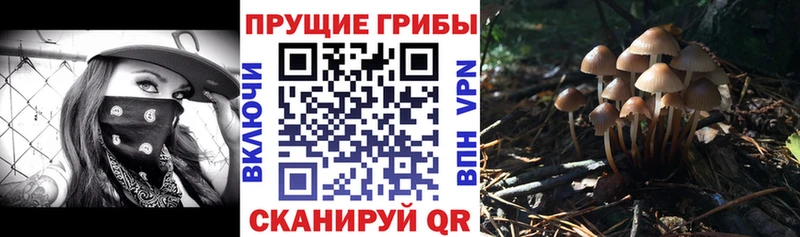 Псилоцибиновые грибы MAGIC MUSHROOMS  Купить закладки  Верхний Тагил 